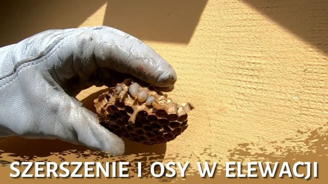 Skuteczne metody na usunięcie os z elewacji bez ryzyka Skuteczne metody na usunięcie os z elewacji bez ryzyka